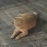 [댓글부탁해] 길냥이한테 <b>야옹</b>하면 왜 따라하냐고