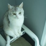 [고양이] [행운아리] 아리와 집사의 시련,,(<b>feat</b>. 행운이도)