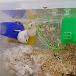 성격이 다른 흰색 햄스터~~~~