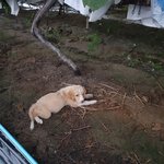 [강아지] <b>폭우</b>속에 쓰레기를 뒤지던아이