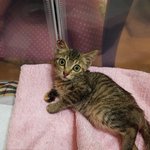 [고양이] 허리<b>골절</b> 냥냥이