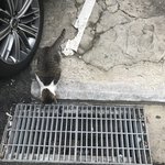 우리<b>집</b> <b>앞</b> 길고양이