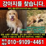 [강아지] <b>상순</b>이를 찾습니다