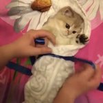 애기냥이 <b>포대기</b> 싸는거 조카귀옂다ㅠㅠㅠ