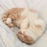 일주일동안 니네 글씨체 바꿀수 있다면