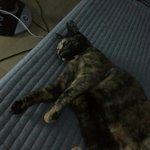 [EXO] 우리<b>집</b>냥이2