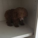 ppt 자유 발푠데 주제