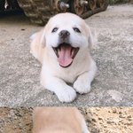 [인피니트] ㅅㄷ 나 잡덕된거 같아