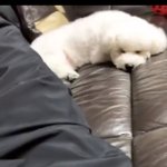 너희 강아지 <b>비비</b>라고 아냐?