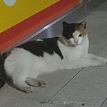 [댓글부탁해] 이거 올리면 초상권<b>치매</b>로 잡혀가냐