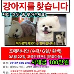 [강아지] '<b>호두</b>' 좀 찾아주세요