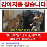 [강아지] 대구 달성군 강아지를 찾습니다