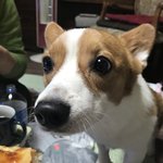 [강아지] 우리집 <b>웰시</b>코기 특징 - 5