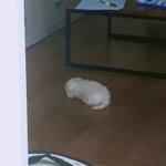 @@@@@<b>반려동물</b>키우는애들아@@@
