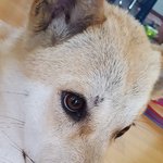 얼평좀