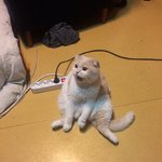 햄스터 집<b>청소</b>하는데 구역질나와..
