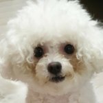 제 강아지 너무귀엽지않나요 ㅠㅠ