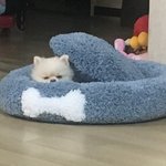 얘들아 우리집강아지 보고가ㅜㅜㅠㅠ