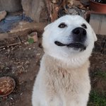 [강아지] 식용견으로 팔려갈뻔 했던 세아이들
