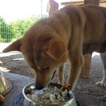[강아지] 김제보<b>호소</b> 출산견과 임신견