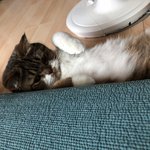 [고양이] <b>두부</b>라는 아이에요4