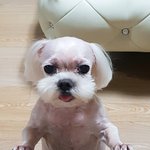 우리 강아지 털깎였는데