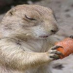 [19] 오늘 한국이 지게해주세요 <b>제물</b>도 바칩니다..