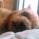 <b>울집</b> 댕댕이 멍때리는거ㅅㅂㅋㅋㅋㅋㅋㅋㅋㅋ