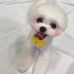 내 인생 <b>반려</b>견 -찌뿡-