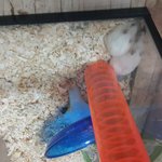 평촌이 하고 <b>북문</b>이 성격 비교!!!