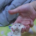얘들아 추반좀