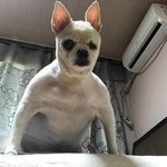 나 <b>선도</b>부장인데 __ 잠이 안와 ㅅ발