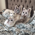 짝녀야 <b>자니</b>?