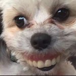 [드루와] zㅋㅋㅋㅋㅋㅋㅋㅋ강아지 조카웃기네 진짜