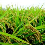 9월,오늘의 큐티,  나는 알곡일까? <b>가라지</b>일까?