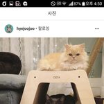 얘드라 고양유튜버 봐줘ㅠㅠ