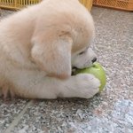 [댓글부탁해] 강아지는 너무 귀여운데