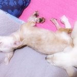 [강아지] 파보걸린 꼬맹이 <b>입양</b>소식 입니다