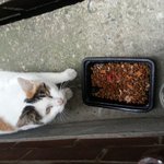 [고양이] 사랑하는 내 길<b>아가들</b>