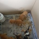 [고양이] 김제보<b>호소</b> 아깽이들