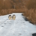 [드루와] 제멋 양기모 후집 사 본사람...