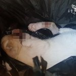 '가정환경 <b>불우</b>했다'..입양 고양이 연쇄살해 당당히 밝힌 학대용의자