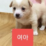 [강아지] 저희엄마는 유기견입니다