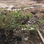 [드루와] 우리학교 수박 <b>열림</b>ㅋㅋㅋㅋㅋㅋㅋㅋㅋㅋ