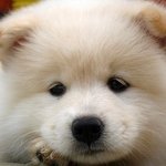 [댓글부탁해] 대형견 <b>애기</b>들 어릴<b>때</b> 쌍꺼풀있는거 ㄹㅇ존귀지않냐