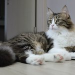 [고양이] [냥선생]우리집 고양이가 젤이쁘다!#$#$