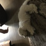 [EXO] 강아지 한장더..