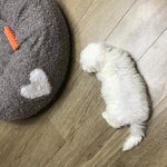 [EXO] 강아지따문에 이제 잔다...