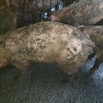 속보))워마드 운영자 워마드<b>회원</b> 사진 노출