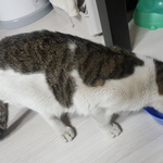 [고양이] 12살똘이  1살<b>요미</b>_1